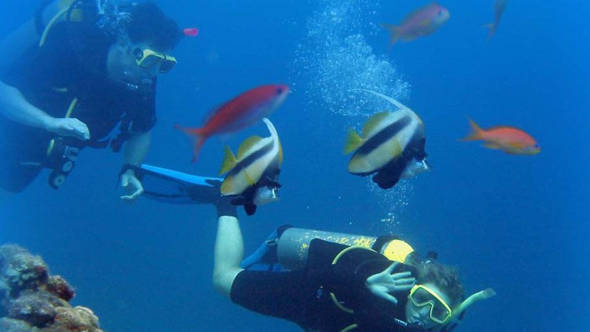 Scuba Divers near a school of fish