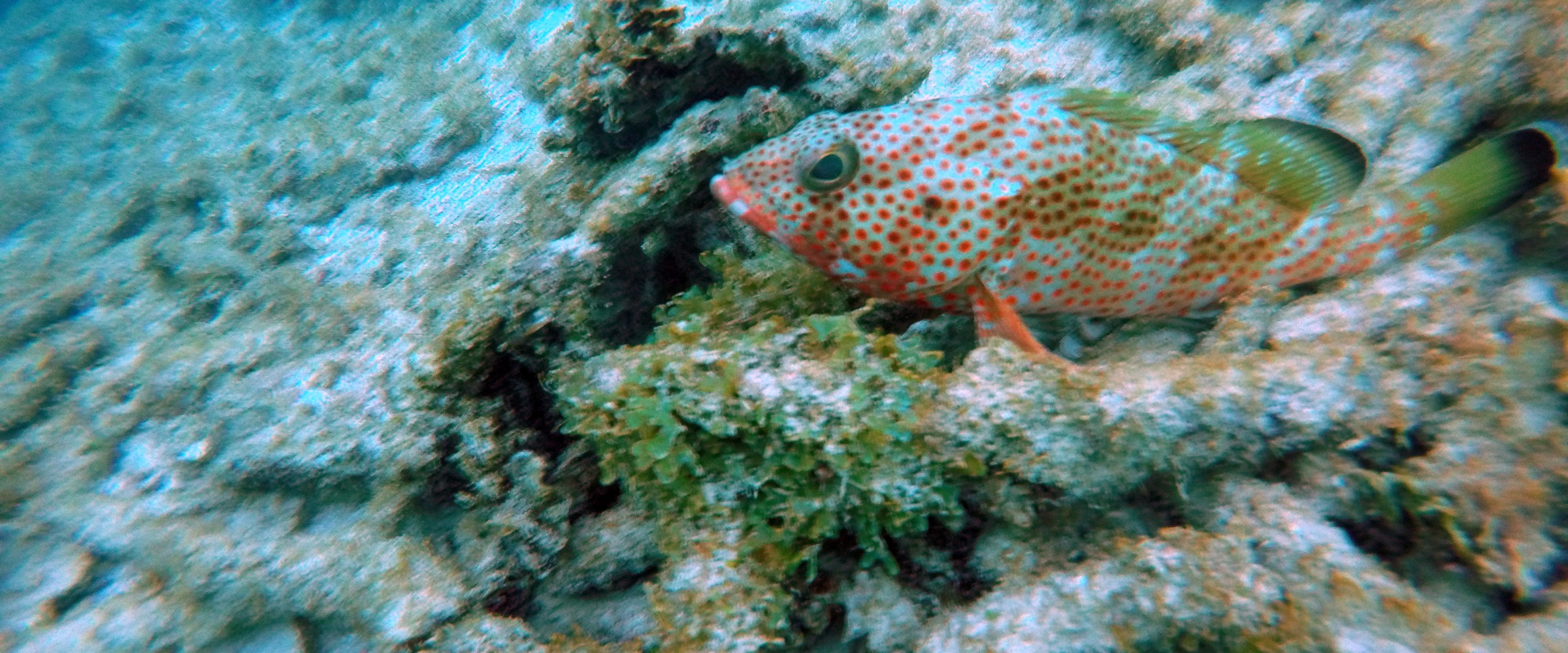 Orange fish swimming in clear blue Caribbean Ocean