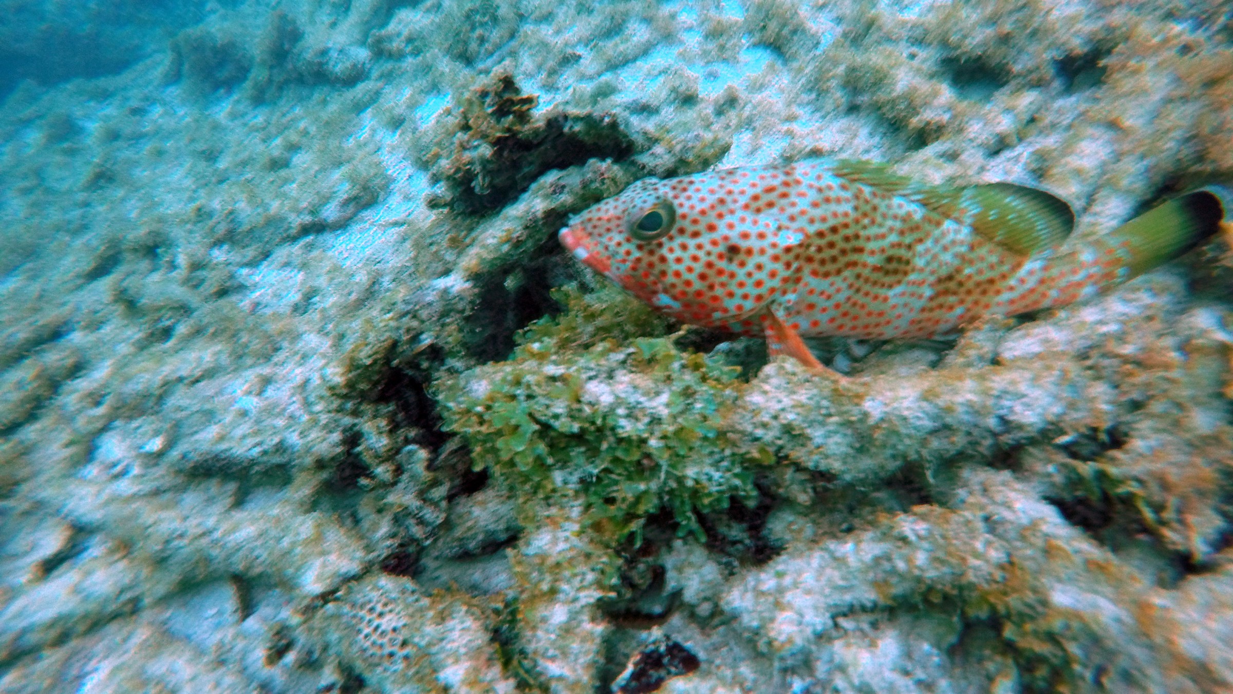 Orange fish swimming in clear blue Caribbean Ocean