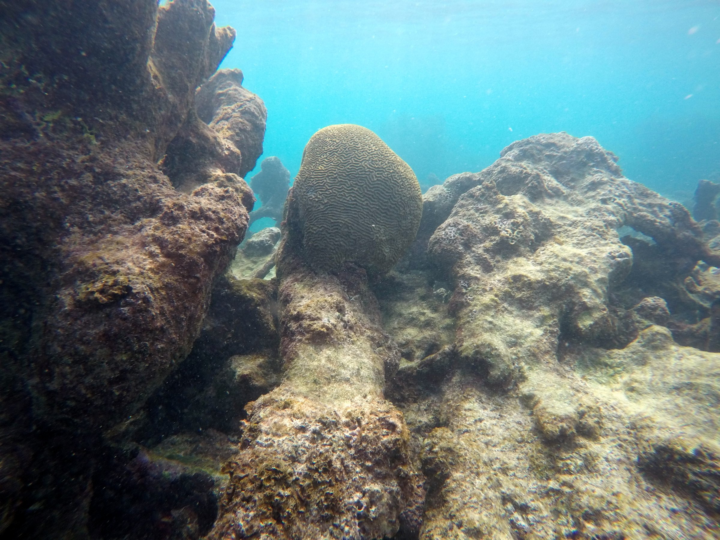 Coral Reef
