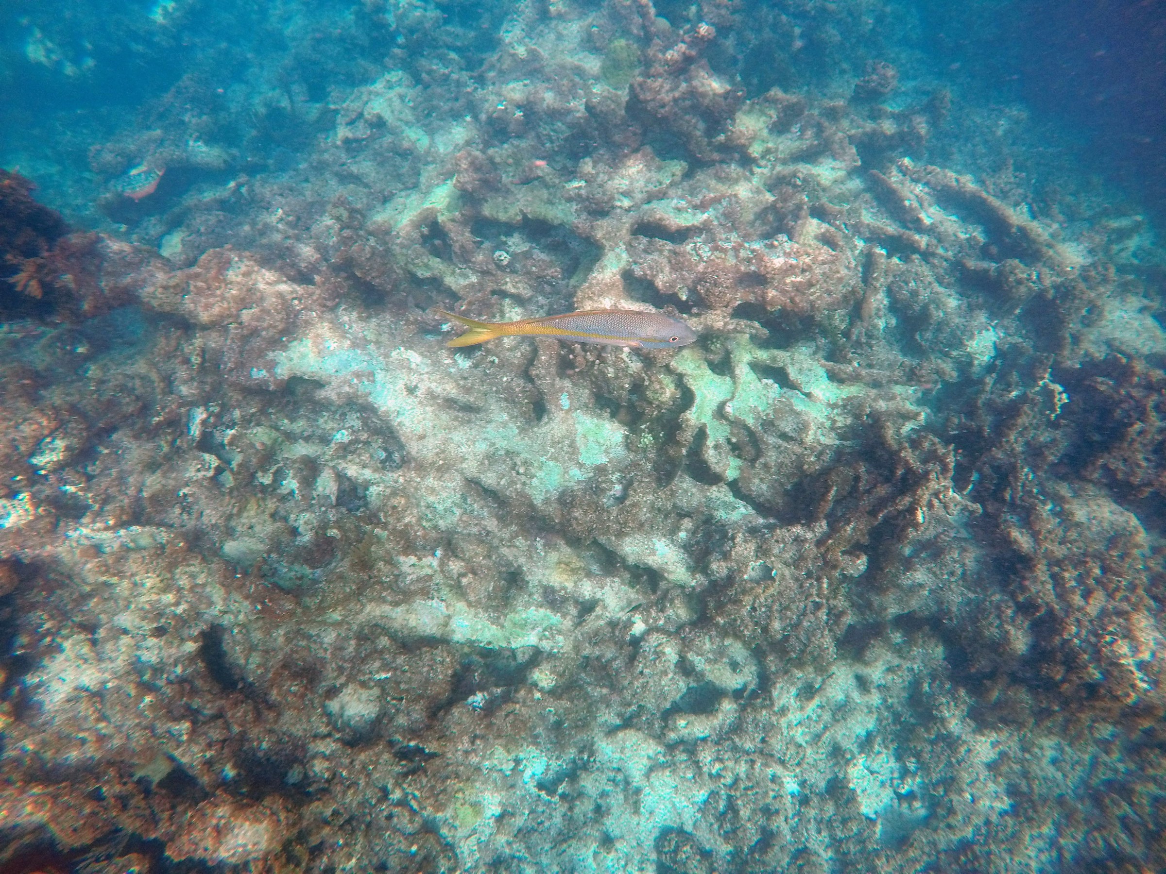Fishes and coral reef under the sea
