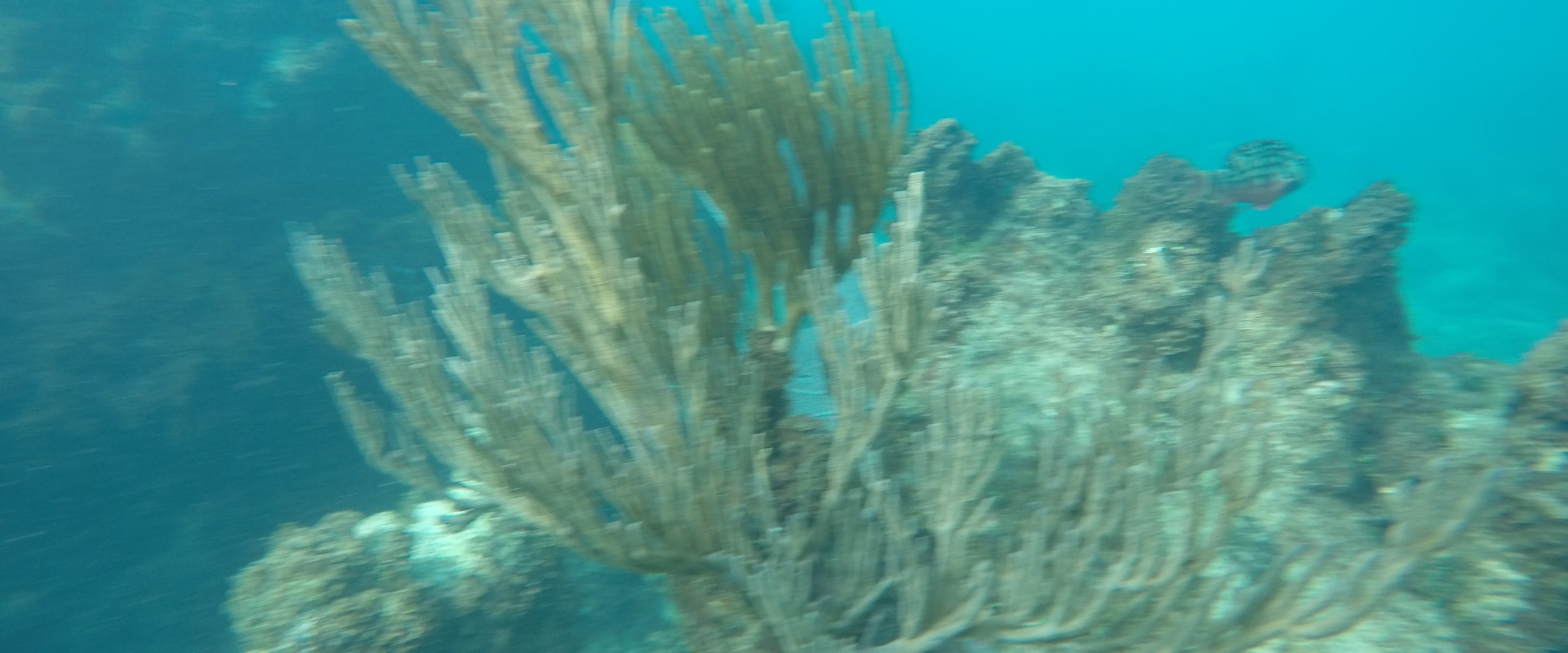 Coral reef in Puerto Rico