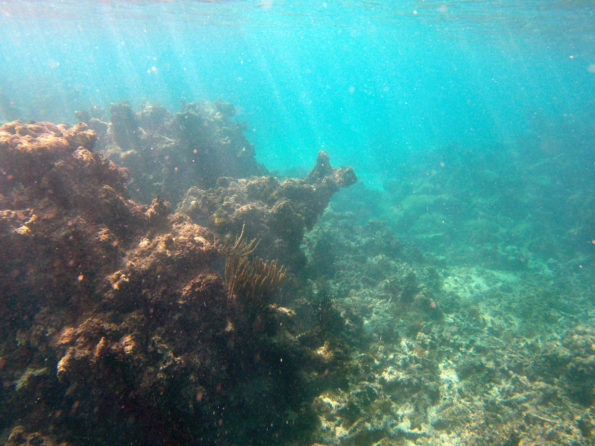 DCIM100GOPROG0211657. coral reef