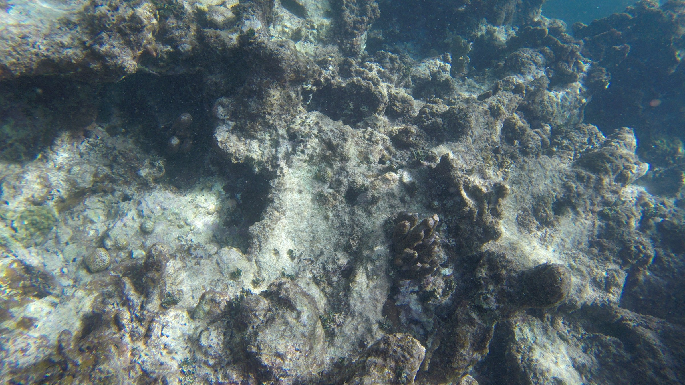brown coral reef