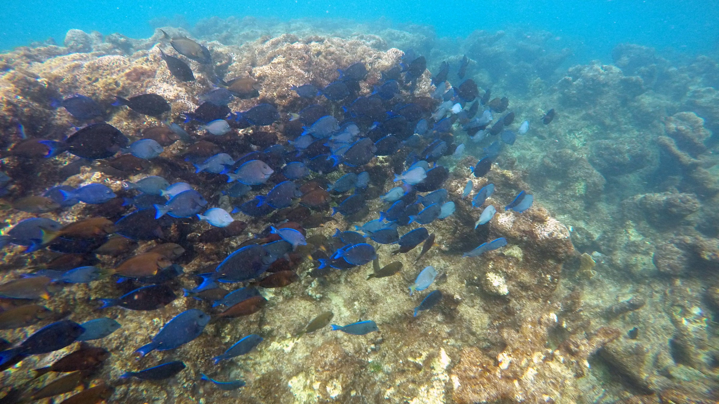 Fishes swimming near coral