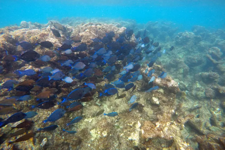 Fishes swimming near coral