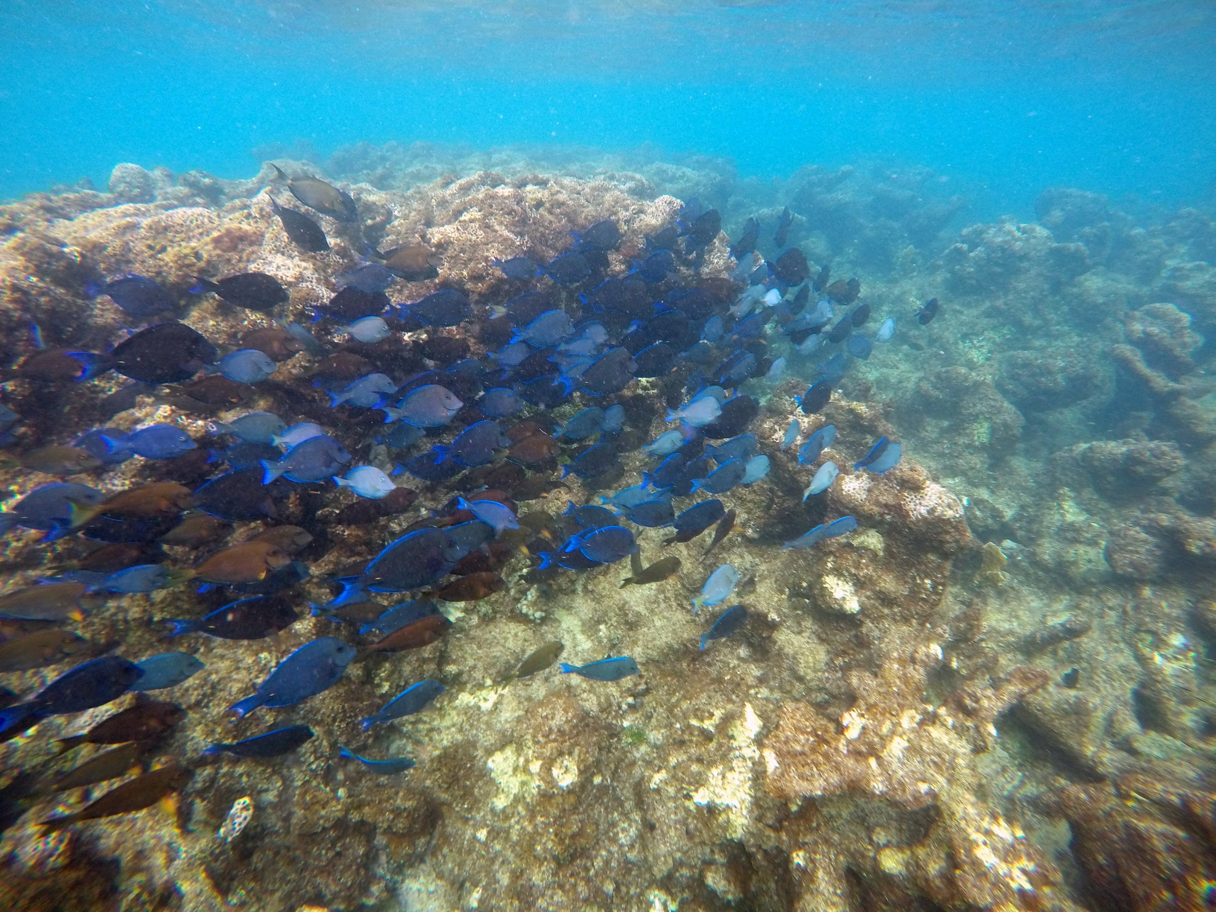 Fishes swimming near coral