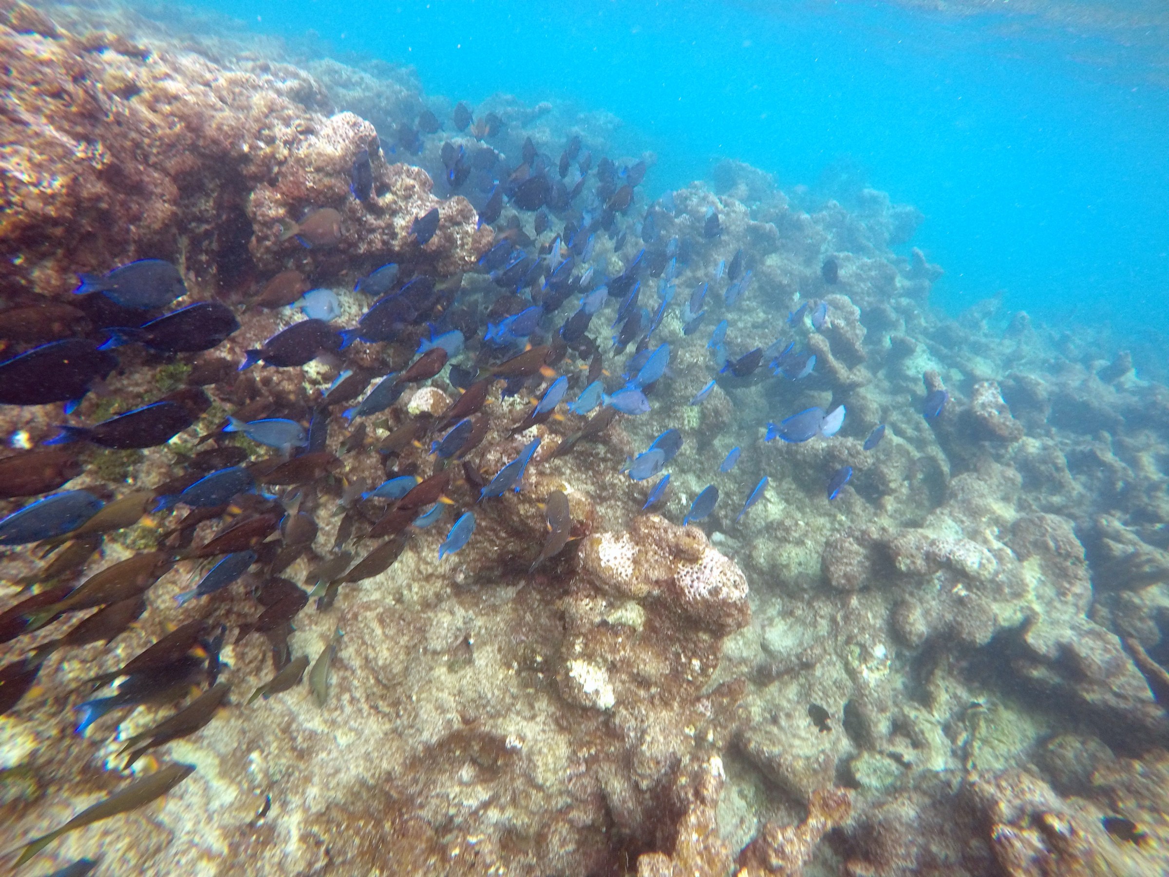 Fish swimming near coral reefs
