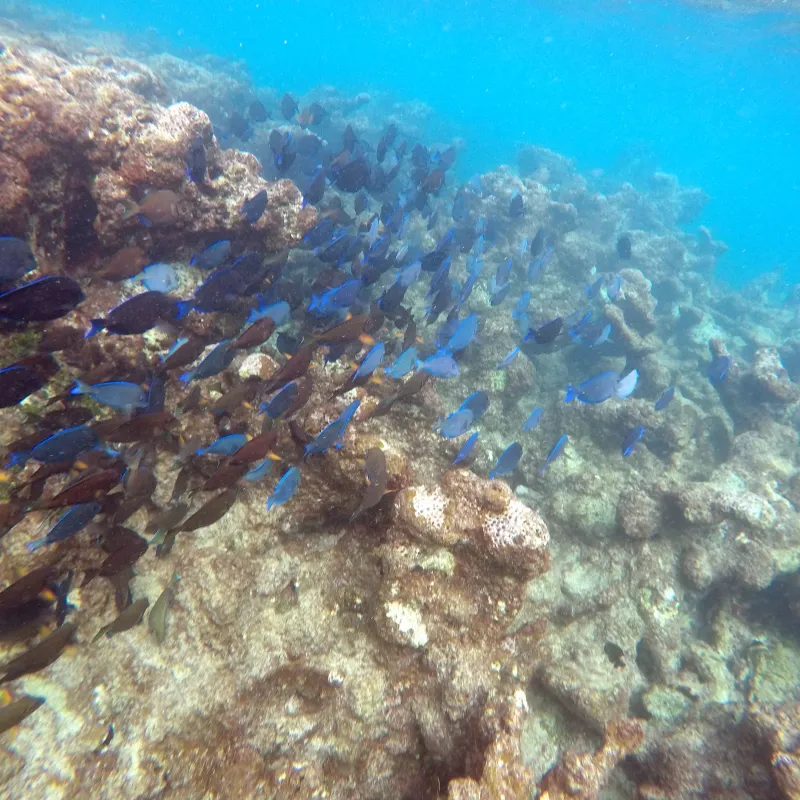 Fish swimming near coral reefs