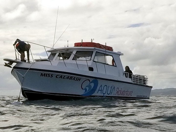 Newton 46' cruising the sea