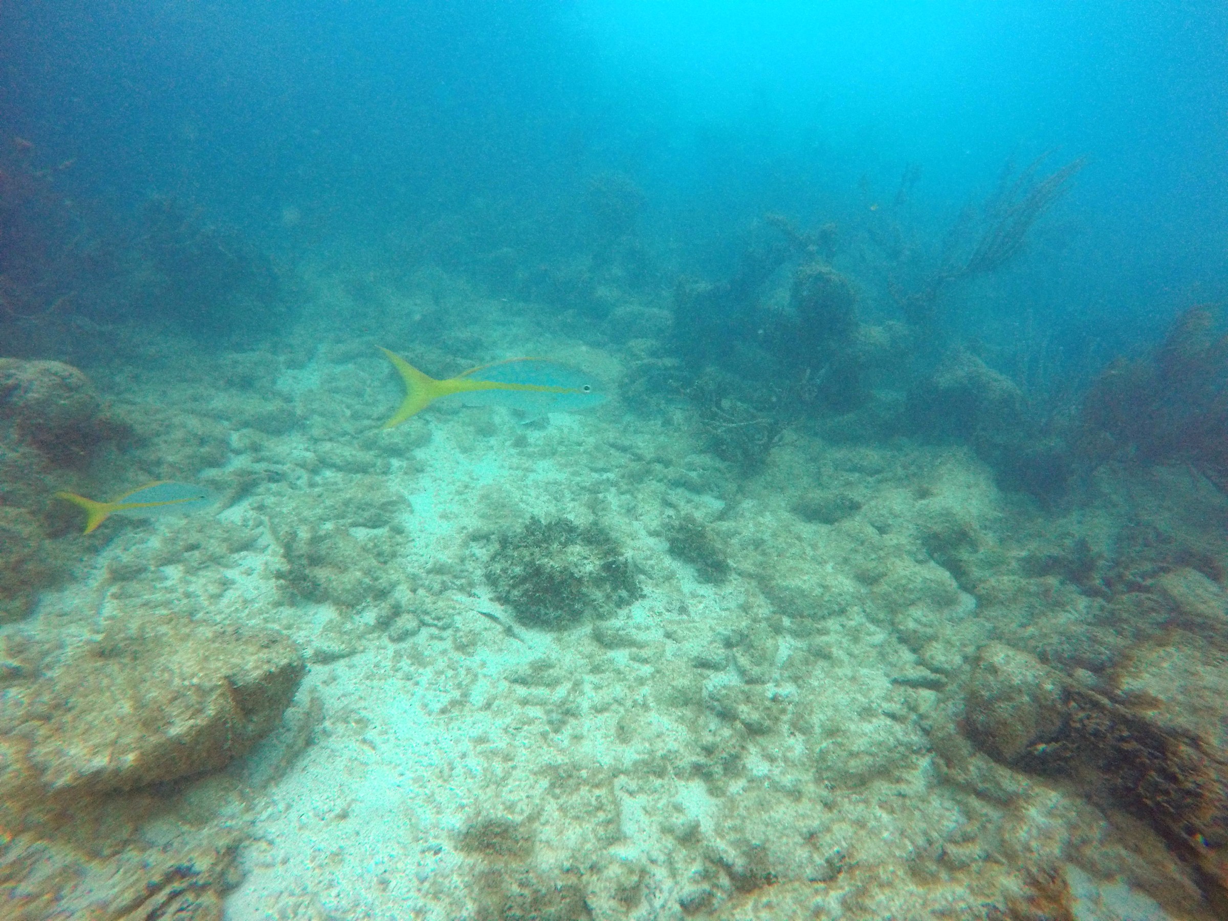 Sea floor and its life