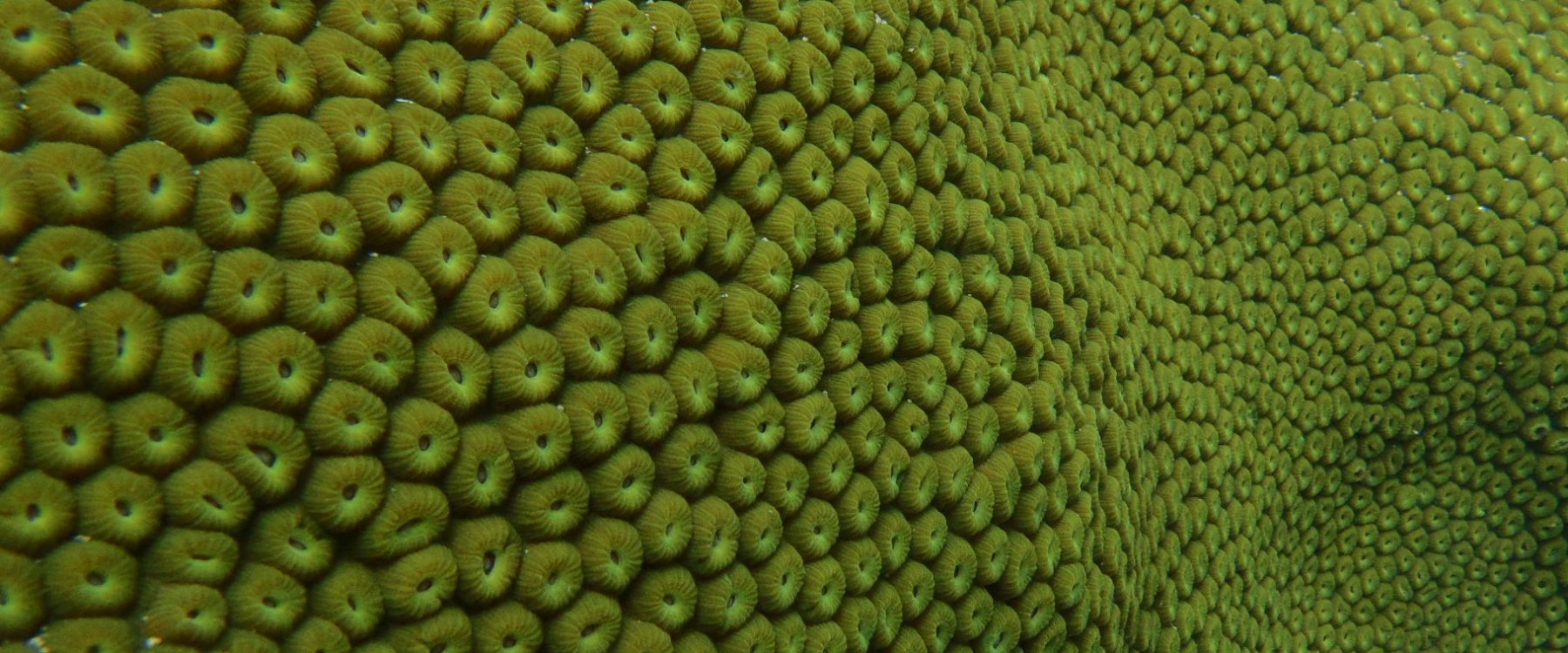 Coral reef close up