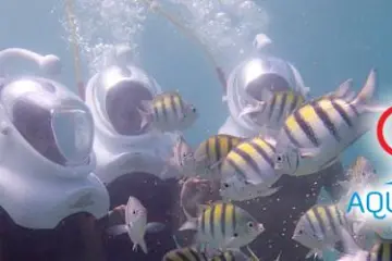 Four people wearing helmets like astronauts under water looking at brightly colored fish