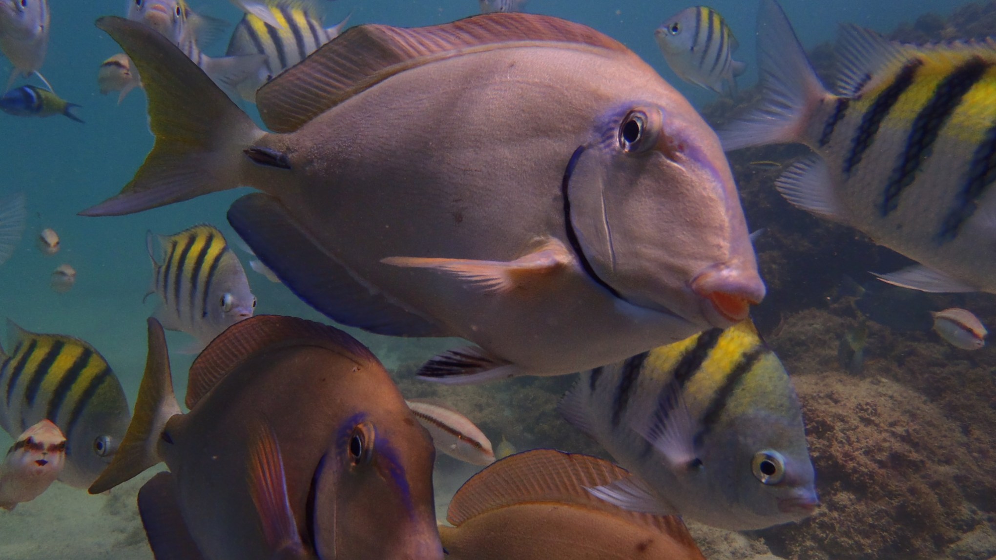 Colorful fish swimming in the clear blue Carribean ocean