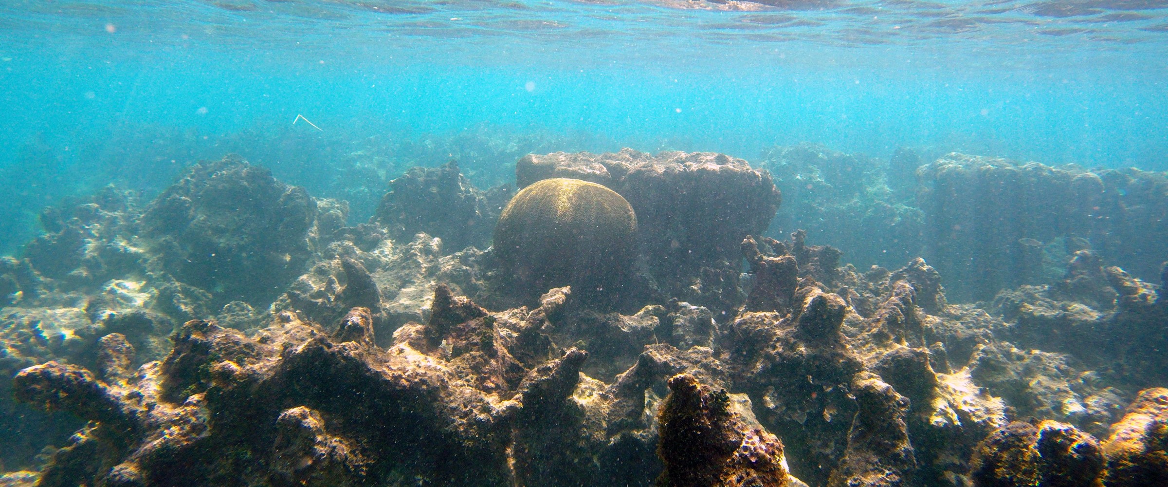 Colorful coral reefs beneath the clear blue waters of the carribean