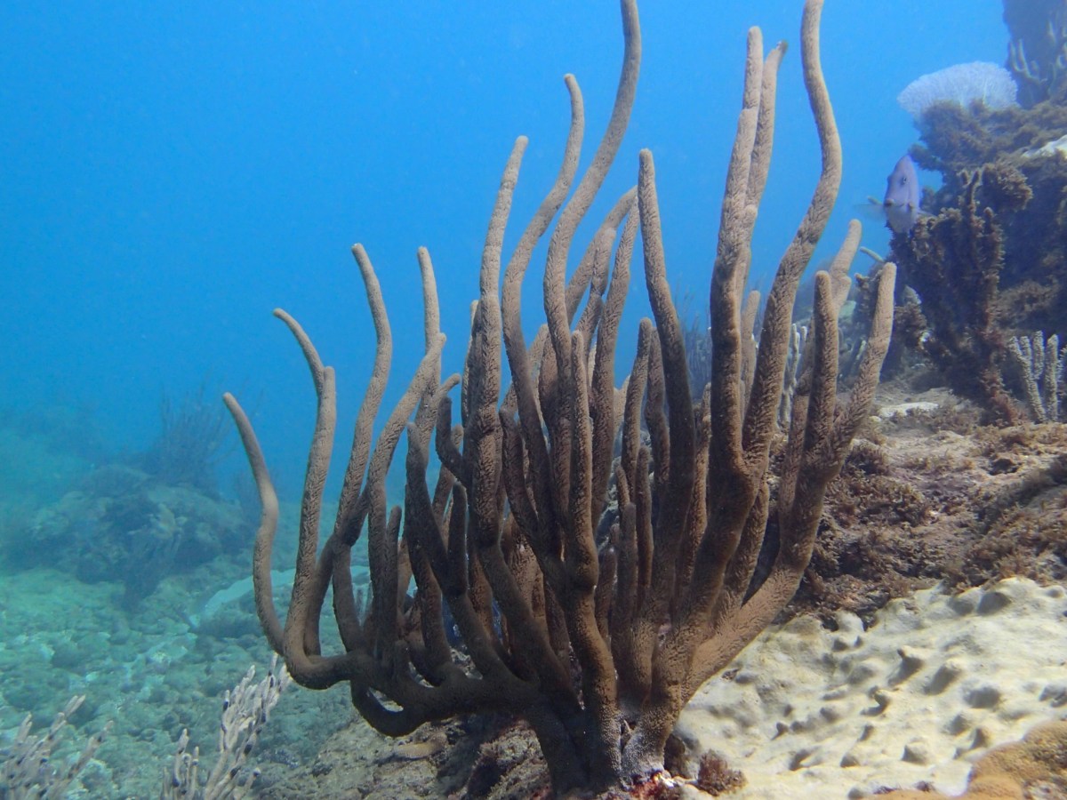 Coral Reef Coral Reef