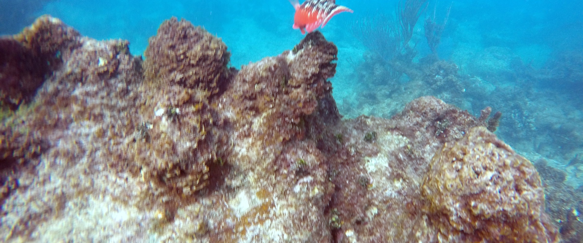 Orange fish swimming over the coral reefs