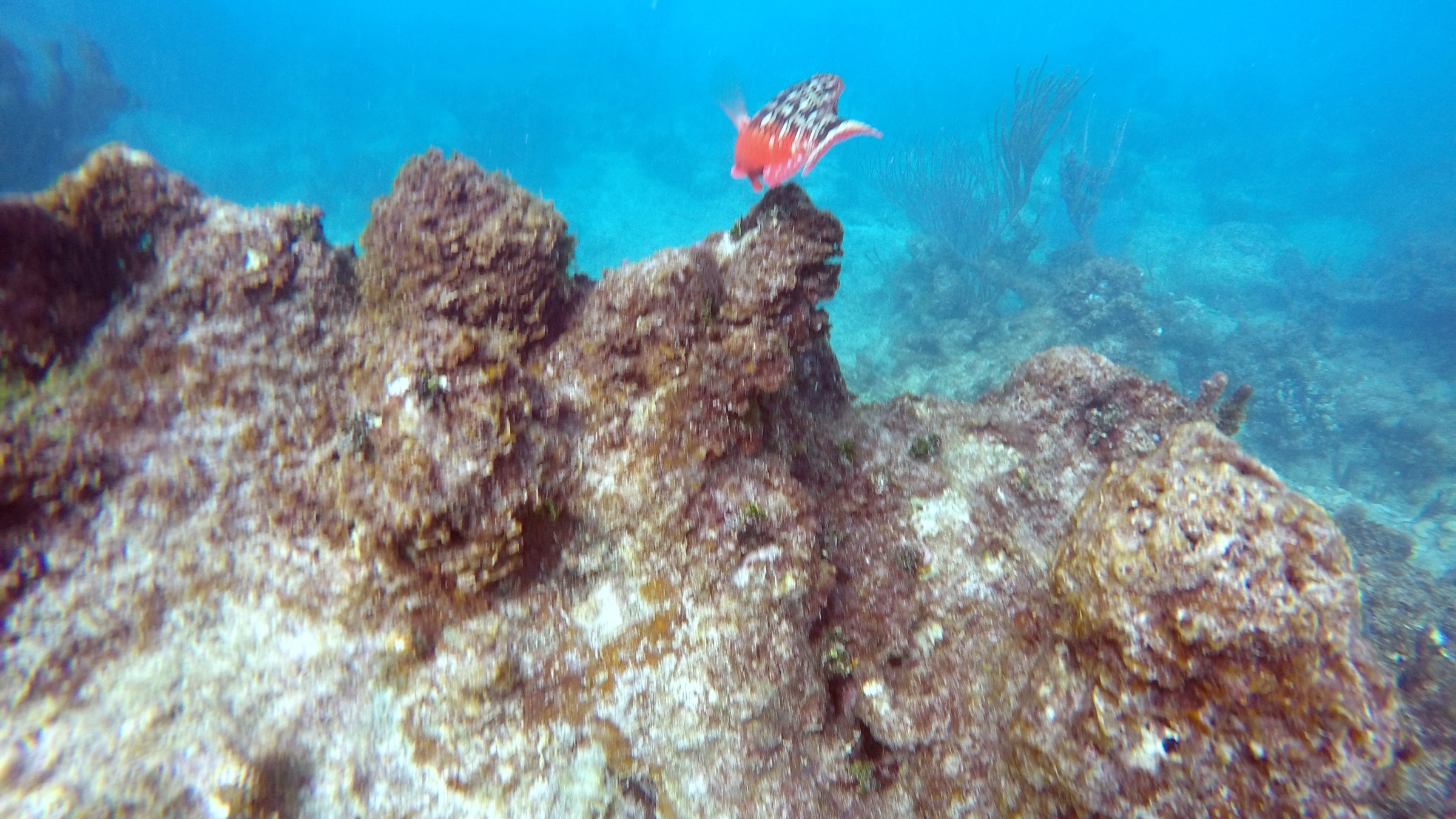 Orange fish swimming over the coral reefs