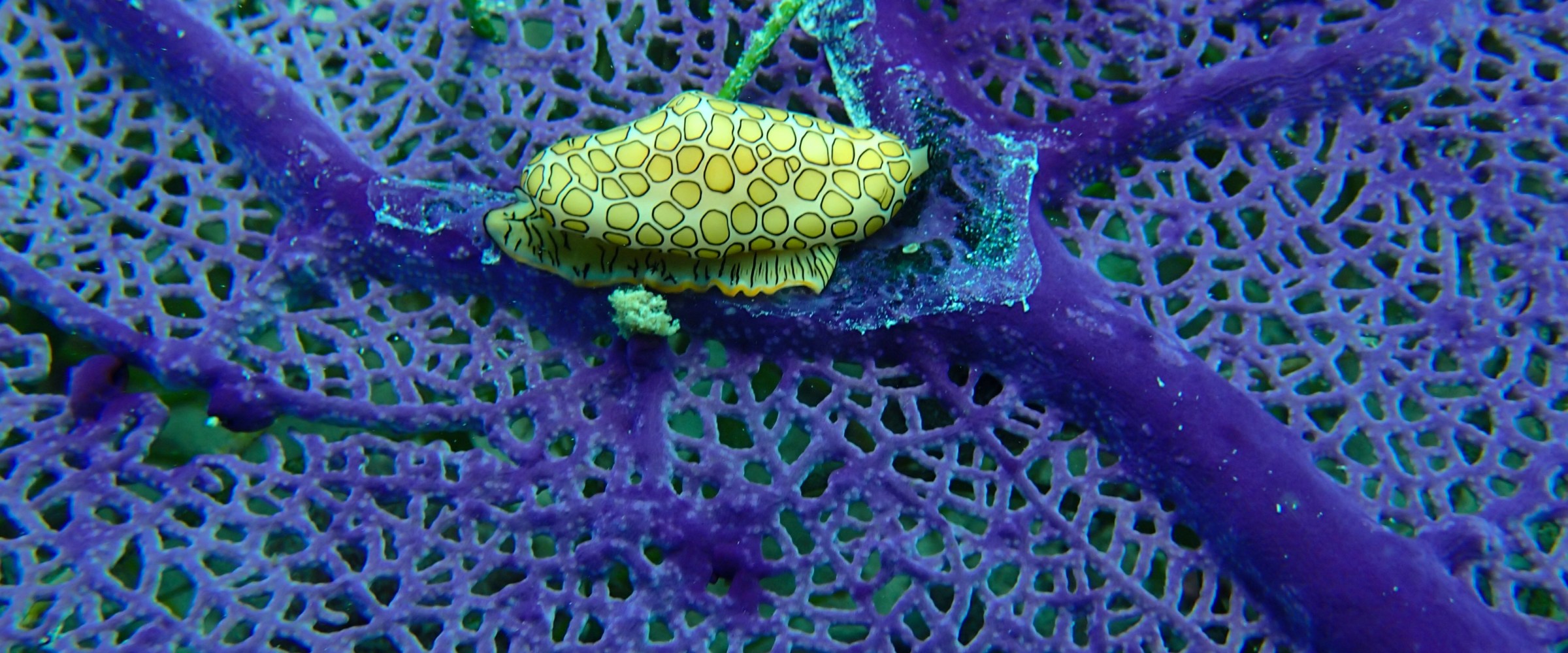 Purple fibers forming a net with a small yellow fish