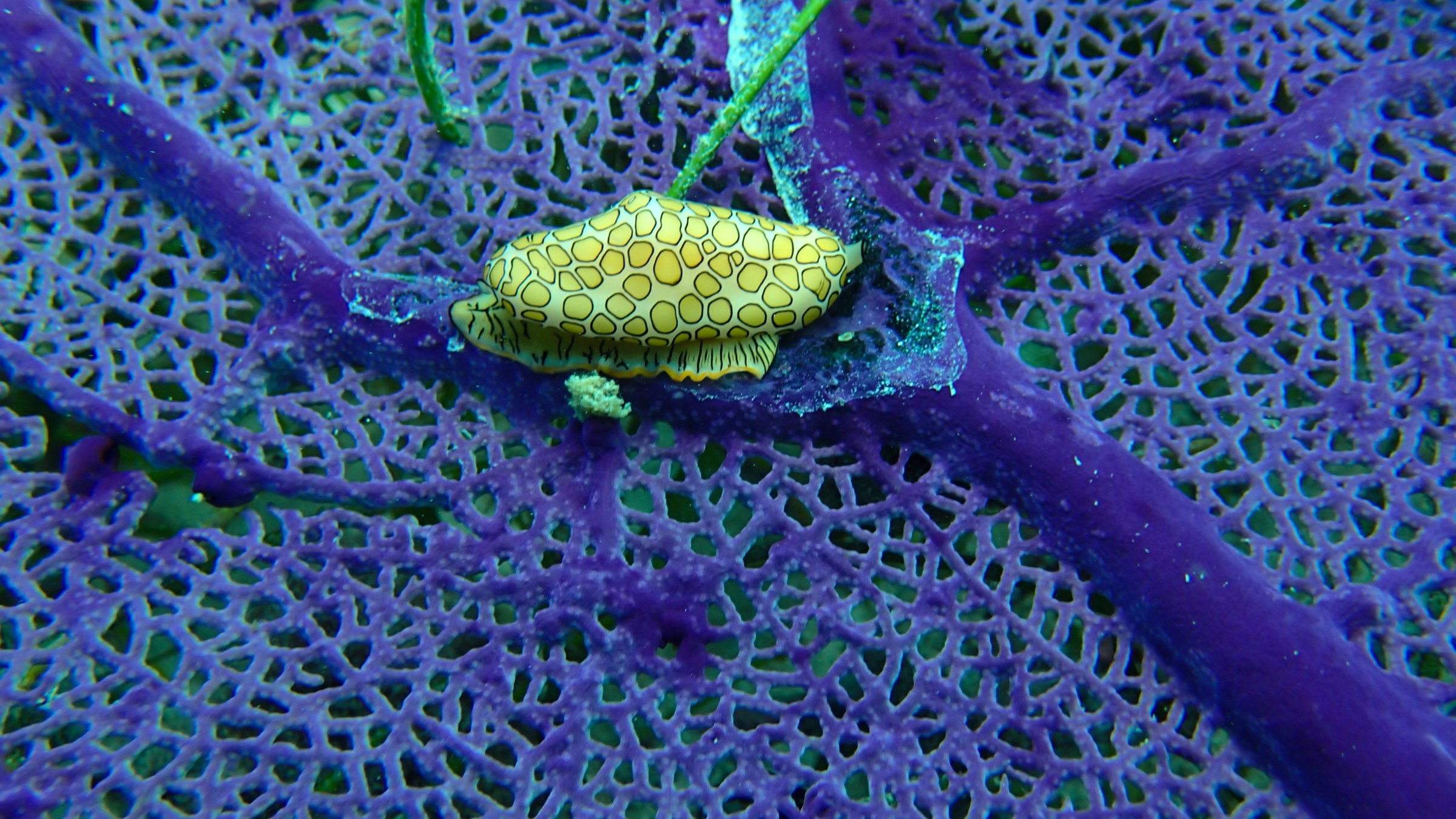 Purple fibers forming a net with a small yellow fish