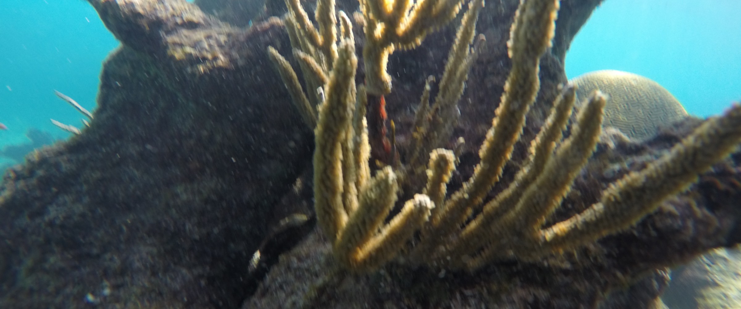 Yellow elongated coral reef ni the caribbean ocean