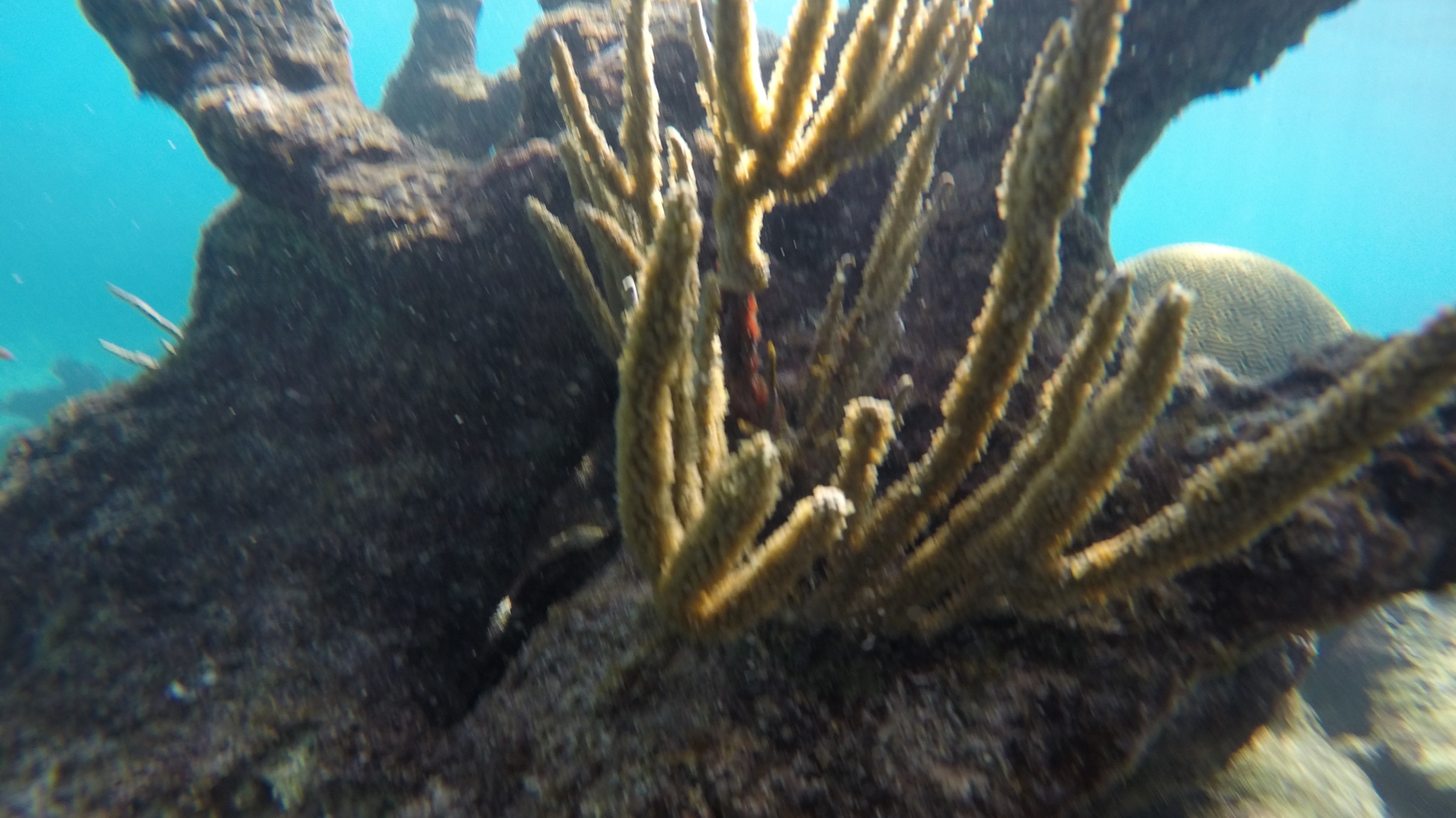 Yellow elongated coral reef ni the caribbean ocean