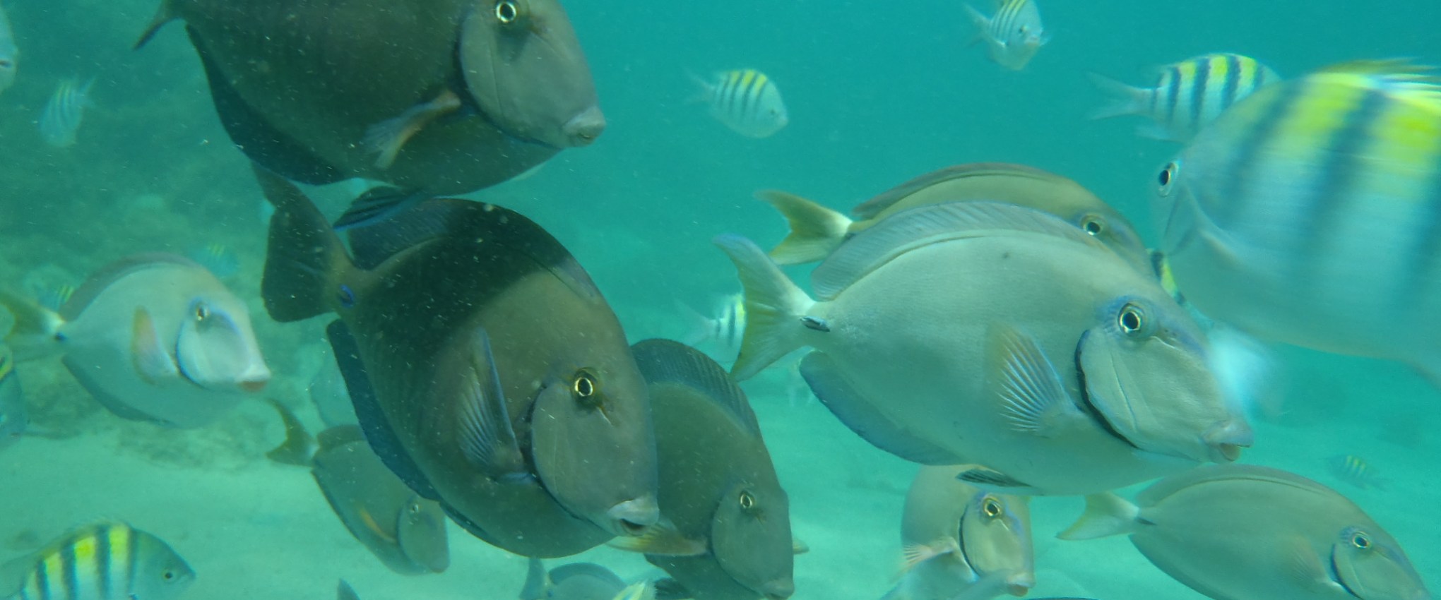 School of fish in the Caribbean