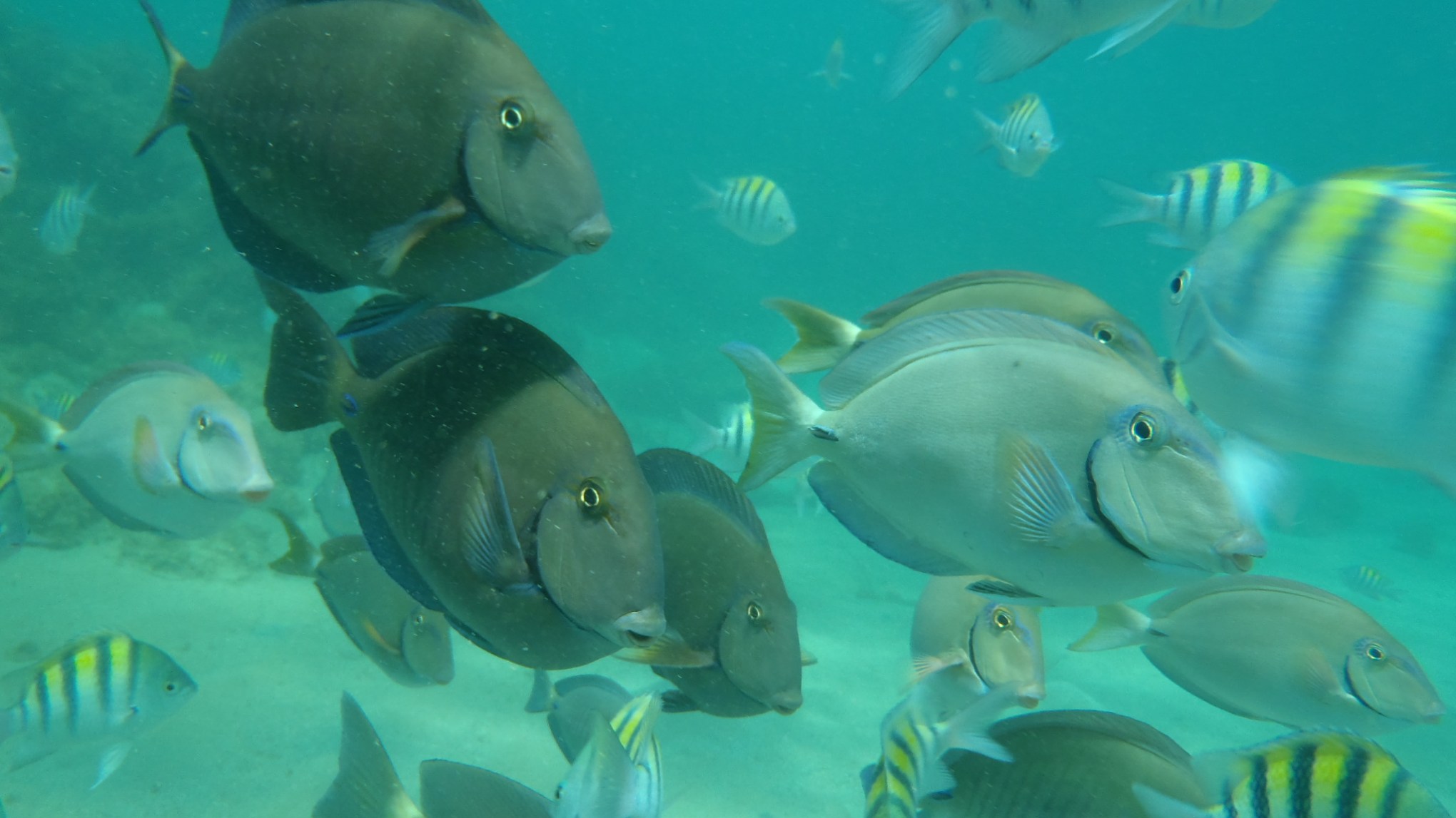 School of fish in the Caribbean