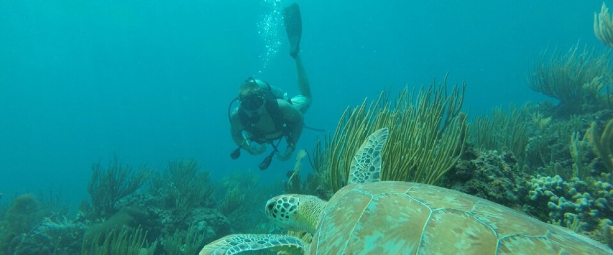 Scuba diver finds a turtle under the sea