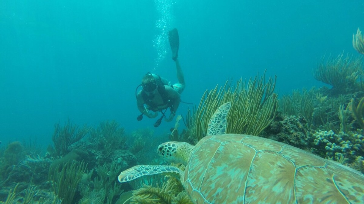 Scuba diver finds a turtle under the sea