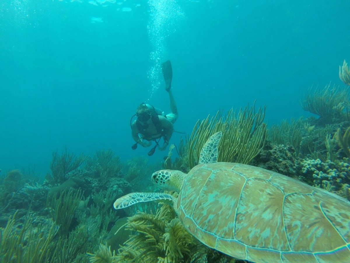 Scuba diver finds a turtle under the sea