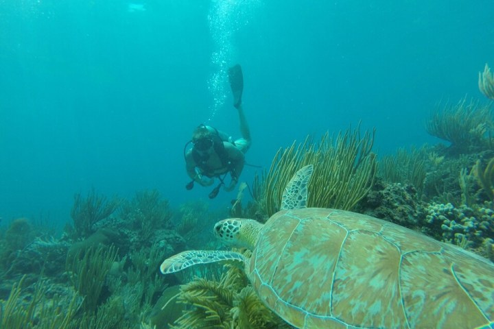 Scuba diver finds a turtle under the sea