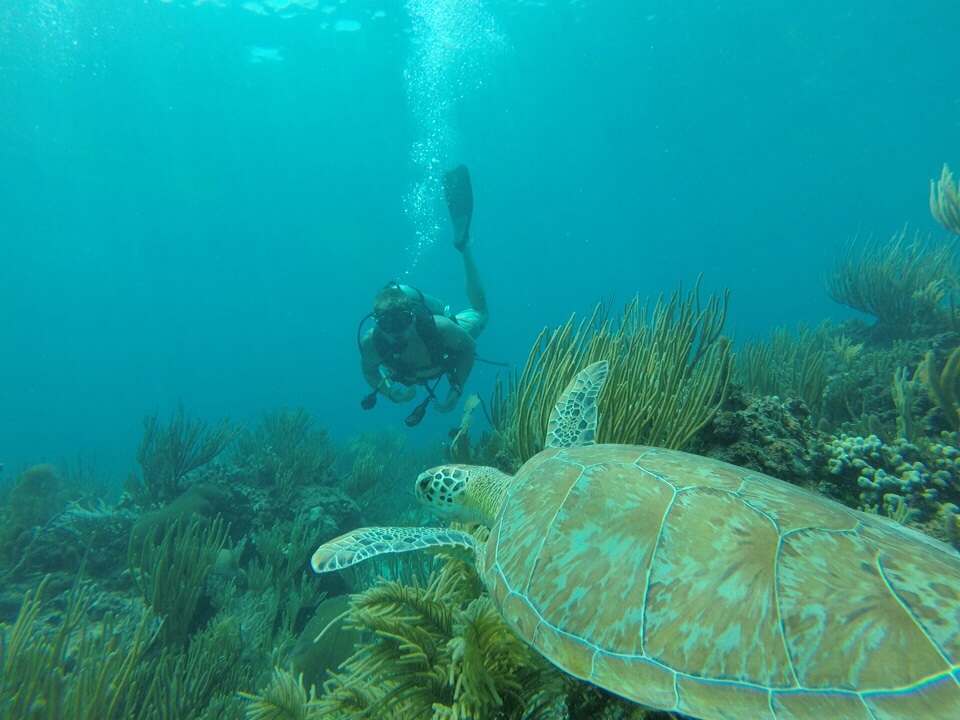 Turtle under the sea Scuba diver finds a turtle under the sea