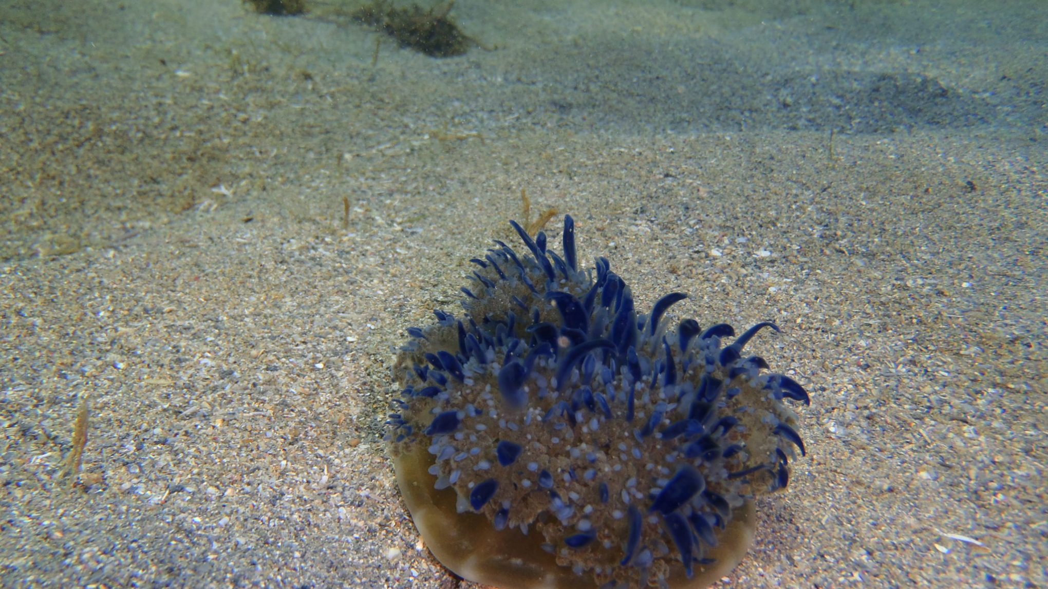 Small animal with royal blue feelers under the sea
