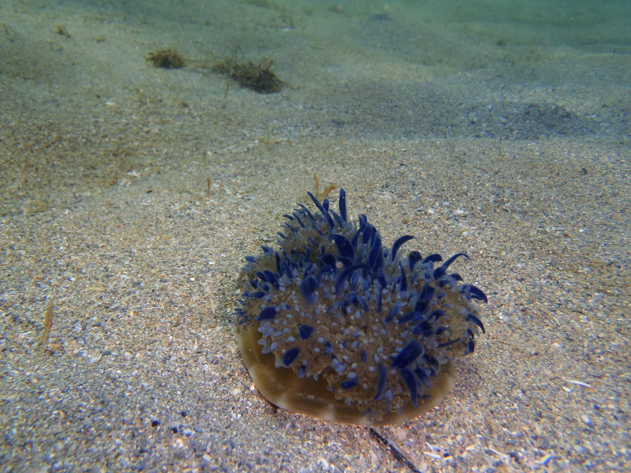 Small animal with royal blue feelers under the sea