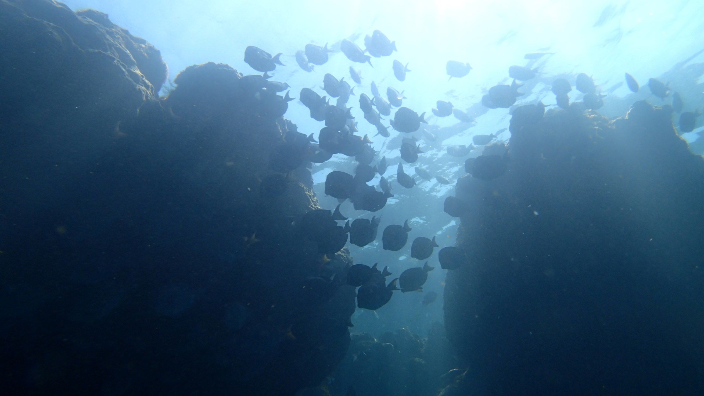 View of a school of fish from the bottom, peering into the sun kissing the water