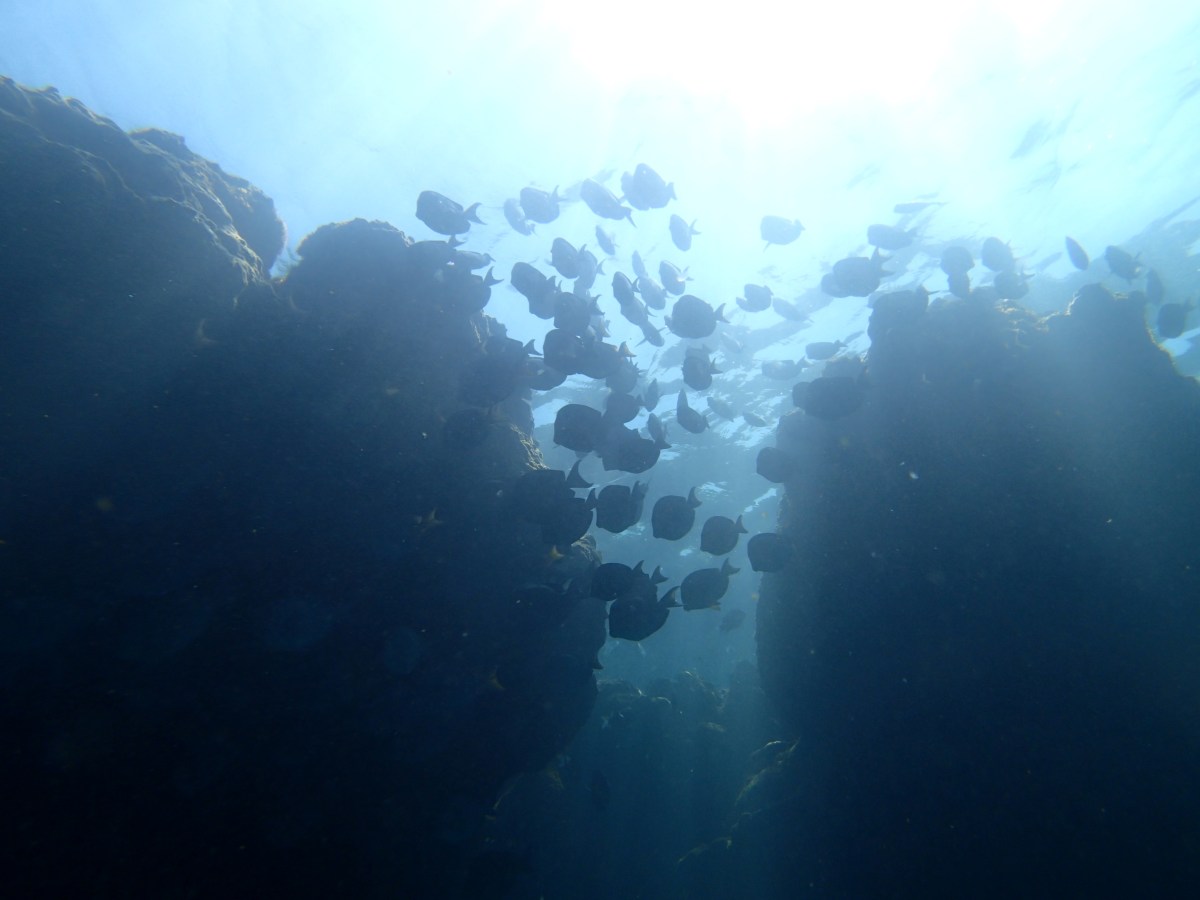 School of Fish View of a school of fish from the bottom, peering into the sun kissing the water